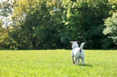 Yeşil çimlerde koşan sevimli bir köpek, arka manzara. Etkin hayvan