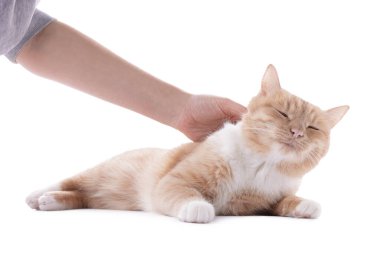 Sahibi beyaz arka planda sevimli kızıl kediyi okşuyor.