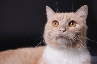 Siyah arka planda sevimli kızıl kedi, yakın plan.