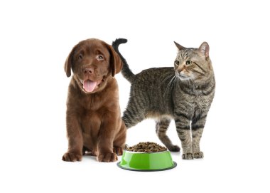 Beyaz arka planda bir kase kuru hayvan yiyeceği olan sevimli kedi ve köpek yavrusu.