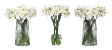 Güzel nergisler cam vazolarda, beyazlar üzerinde izole edilmiş,