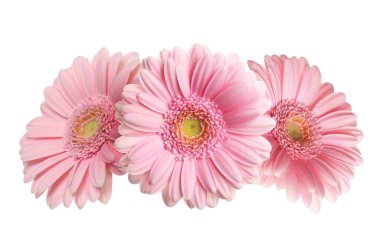 güzel pembe gerbera çiçekleri beyaz izole