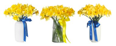 Beyaz vazolarda izole edilmiş güzel nergisler.