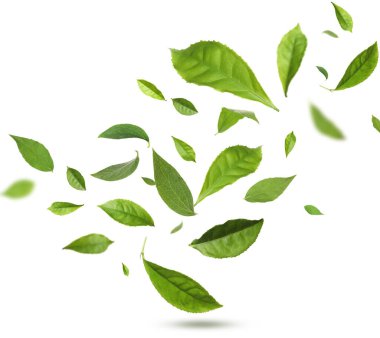 Beyaz arka planda yeşil çay yaprakları