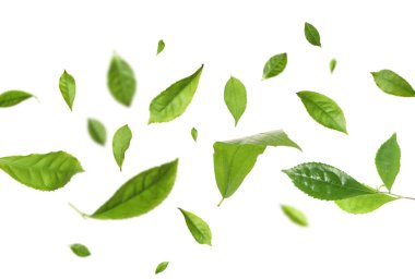 Beyaz arka planda yeşil çay yaprakları