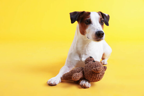 Симпатичный Джек Рассел Терьер собака с игрушкой на желтом фоне. Пространство для текста