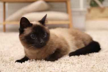 Evdeki bej halıdaki sevimli Tayland kedisi