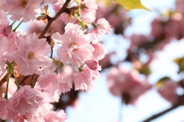 Gökyüzüne karşı pembe çiçeklerle çiçek açan güzel sakura ağacı, yakın plan.