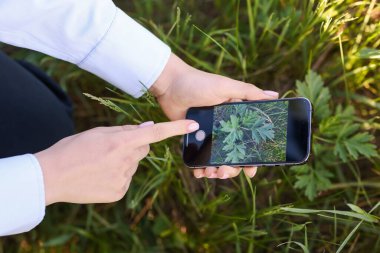 Açık havada akıllı telefondan bitki tanıma uygulaması kullanan bir kadın.