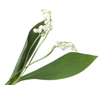 Vadinin güzel kokulu çiçekleri beyazlar üzerinde izole edilmiş.