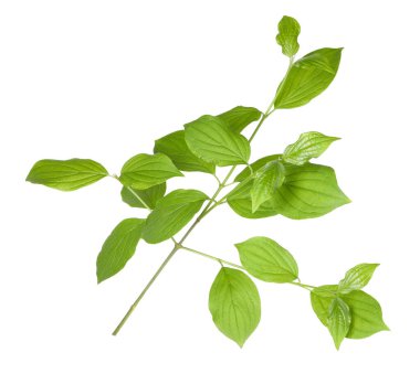 Yeşil yapraklı dal beyaz üzerine izole