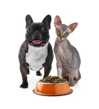 Beyaz arka planda bir kase kuru hayvan yiyeceği olan sevimli kedi ve köpekler.