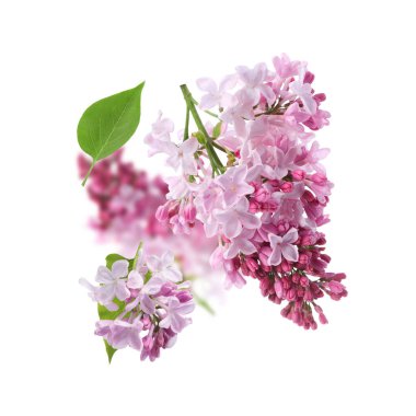 Beyaz arka planda, mis kokulu çiçekli leylak dallar.