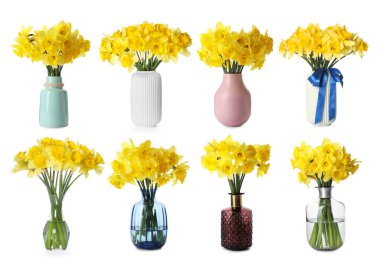 Beyaz vazolarda izole edilmiş güzel nergisler.