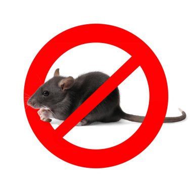 Beyaz arka planda kırmızı yasak işareti olan küçük sıçan. Haşere kontrolü