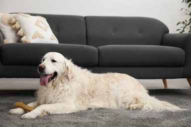 Evde yerde kemikleri çiğnenmiş şirin bir köpek.