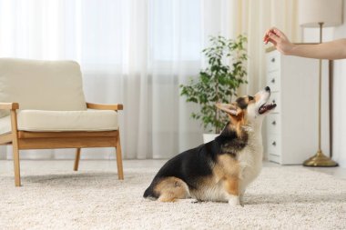 Adam köpeğini evde eğitiyor, yakın plan.