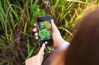 Açık havada akıllı telefondan bitki tanıma uygulaması kullanan bir kadın.