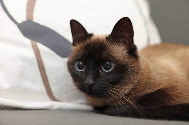 Sevimli Tayland kedisi yumuşak kanepede dinleniyor, yakın plan