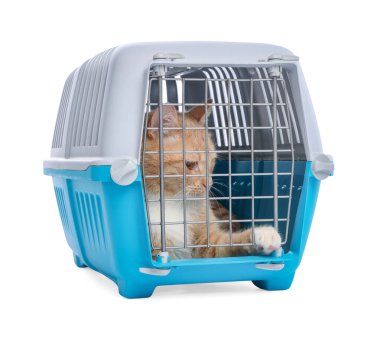 Kapalı evcil hayvan taşıyıcısındaki şirin kedi beyazda izole edilmiş.