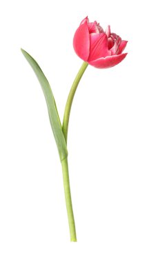 beyaz izole bir güzel Pembe Lale