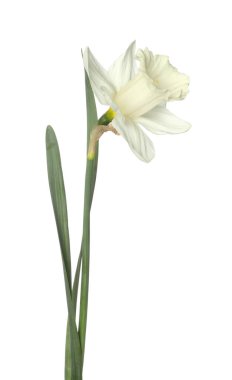 Bir güzel renkli nergis beyaz üzerine izole edilmiş.