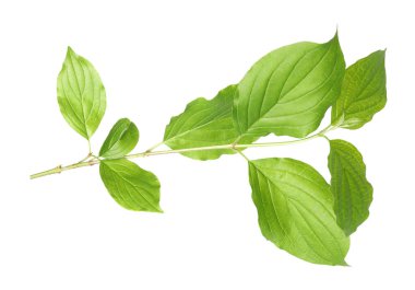 Yeşil yapraklı bir dal beyaz üzerine izole edilmiş