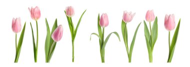 Beyaz arka planda güzel pembe lale çiçekleri, set