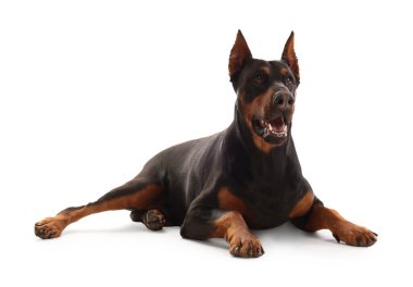 Beyaz arka planda sevimli büyük Dobermann köpeği.