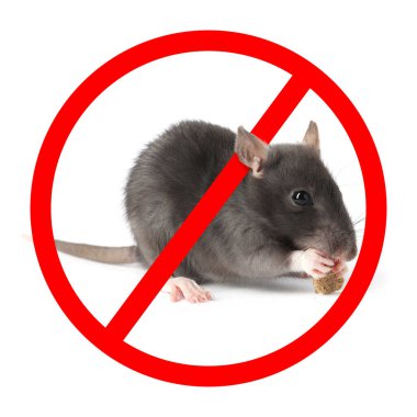 Beyaz arka planda kırmızı yasak işareti olan küçük sıçan. Haşere kontrolü