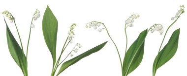 Vadinin güzel zambakları beyazlar üzerinde soyutlanmış,