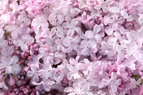 Arka planda birçok güzel leylak çiçekleri var.