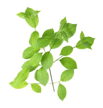 Yeşil yapraklı dal beyaz üzerine izole