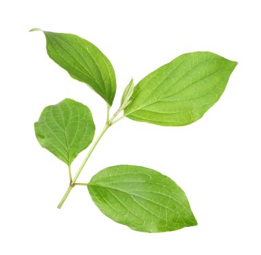 Yeşil yapraklı dal beyaz üzerine izole