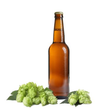 Cam şişede taze bira ve beyaz arka planda yaprakları olan zıplayan çiçekler.