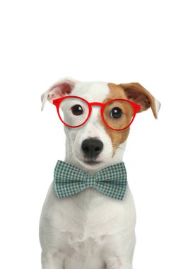 Beyaz arka planda güneş gözlüklü ve papyonlu şirin Jack Russell Teriyeri