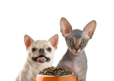 Beyaz arka planda bir kase kuru hayvan yiyeceği olan sevimli kedi ve köpekler.