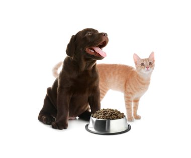 Beyaz arka planda bir kase kuru hayvan yiyeceği olan sevimli kedi ve köpek yavrusu.