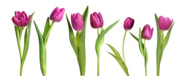 Beyaz arka planda güzel lale çiçekleri, set