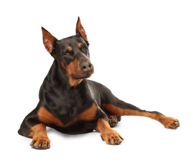 Beyaz arka planda sevimli büyük Dobermann köpeği.