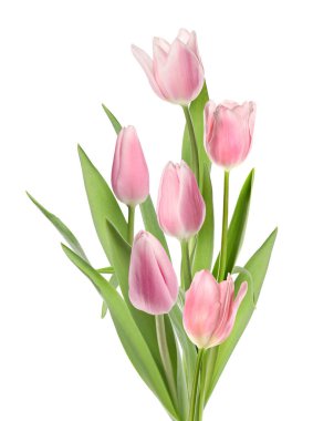 Beyaza izole edilmiş güzel pembe laleler. Bahar çiçekleri