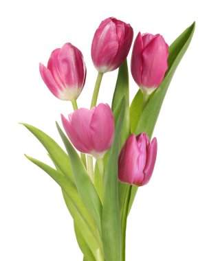 Beyazda izole edilmiş güzel renkli laleler. Bahar çiçekleri