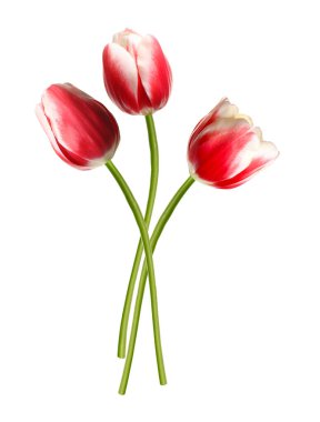 Beyazda izole edilmiş güzel renkli laleler. Bahar çiçekleri