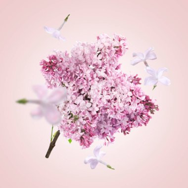 Açık pembe gradyan üzerinde uçan mis kokulu çiçeklere sahip leylak dalı