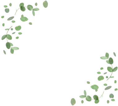 Beyaz arka planda okaliptüs yaprakları ve dalları havada