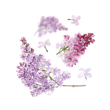 Beyaz arka planda uçuşan kokulu çiçekli leylak dalları