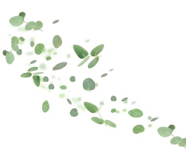 Okaliptüs yaprakları beyaz arka planda havada