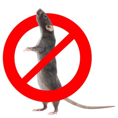 Beyaz arka planda kırmızı yasak işareti olan küçük sıçan. Haşere kontrolü