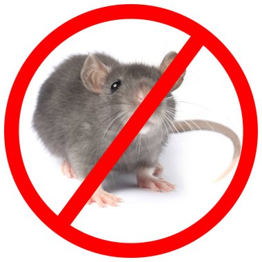 Beyaz arka planda kırmızı yasak işareti olan küçük sıçan. Haşere kontrolü