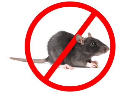 Beyaz arka planda kırmızı yasak işareti olan küçük sıçan. Haşere kontrolü